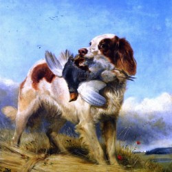 An English Setter Retrieving Partridge